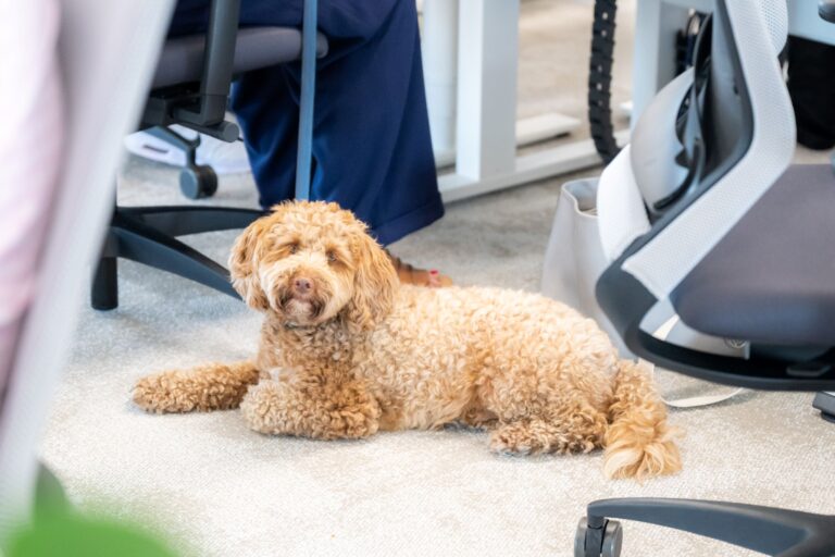 Většina evropských zaměstnanců by změnila práci kvůli pet-friendly kanceláři
